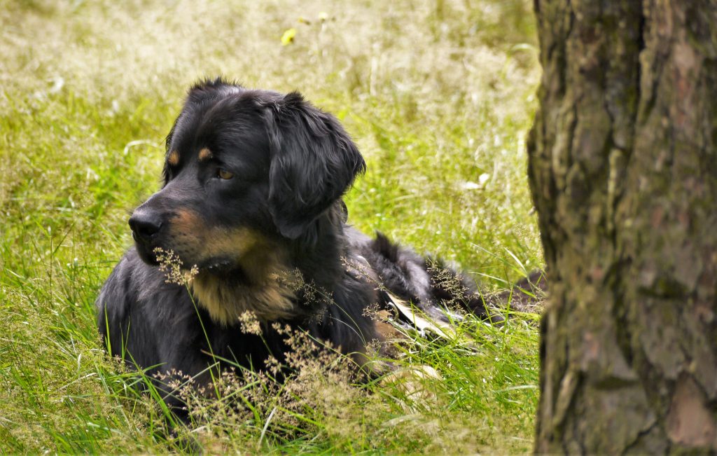 Heesseler Burg mit Eik