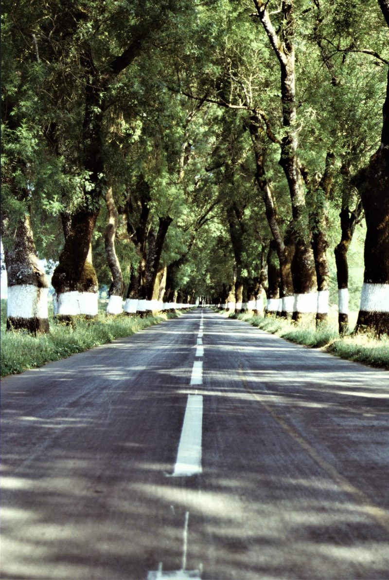 Portugal_Allee gut markiert_199xx_Thomas Dobberstein_1920