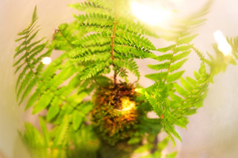 FoodFutureArt_Flora_unter_Glas_1_Dobberstein_web