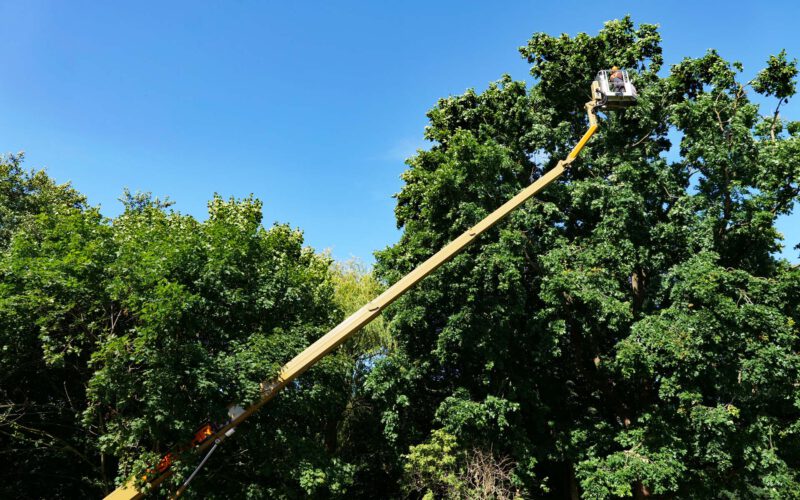 Osbahr_ImGrünenGrunde_Baumpflege_2_Dobberstein_2020_web