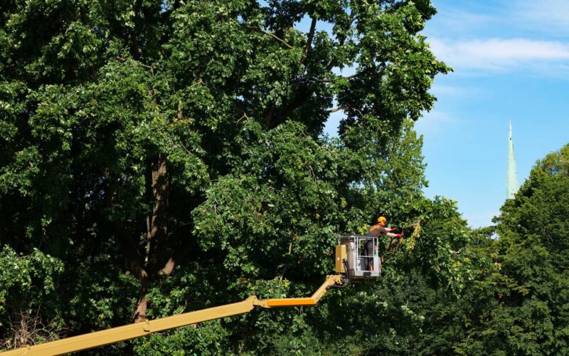 Osbahr_ImGrünenGrunde_Baumpflege_5_Dobberstein_2020_web
