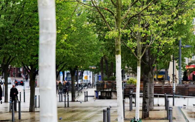 Osbahr_Jungfernstieg_Baumpflanzung 1_Dobberstein_2020_web