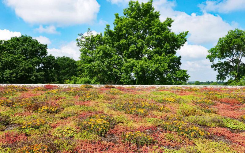 Osbahr_Reinbek_Dachbegrünung_7_Dobberstein_web