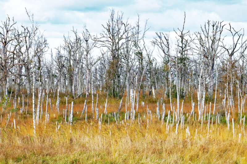 Wald_gelb_weiß_grün_web